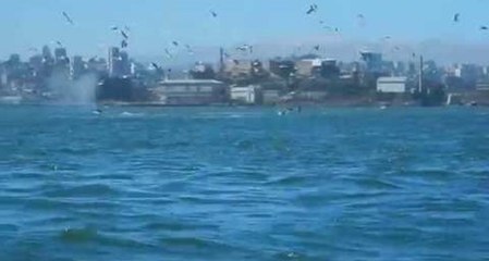 Download Video: Kayakers Spot Whales Feeding in San Francisco Bay