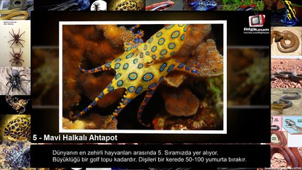 Dünya'nın En Zehirli 5 Hayvanı