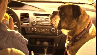 Drooling Bulldog Really Wants A Hamburger - Funny dog 2016