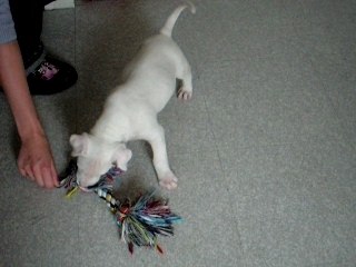 ti bull terrier de 1 mois et demi " chaoss"