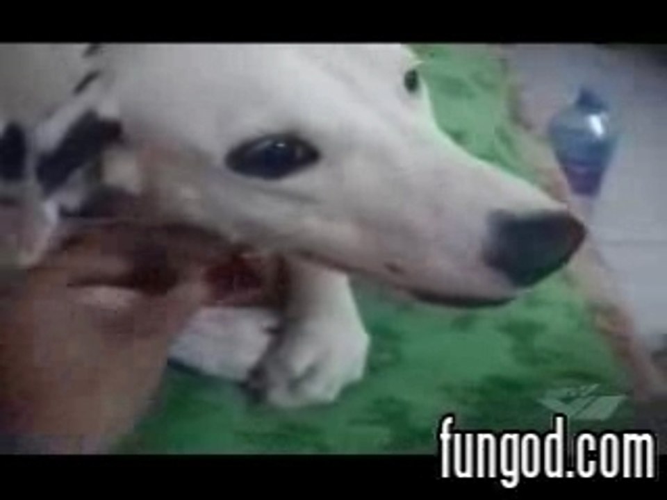 cane birraiolo