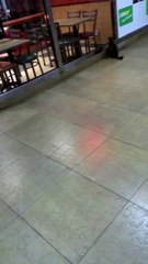 Tom et Jerry ont été repérés au Subway, et leurs yeux étaient rivés sur la charcuterie.