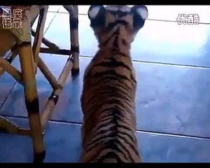 Did you know that you are a tiger-