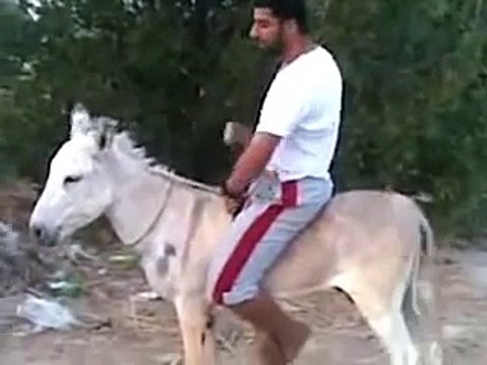 Funny donkey