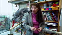 Einstein vs Griffin - The World's Smartest Parrots - Extraordinary Animals - Earth