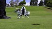 Ce champion de Golf vole au dessus du terrain en Jetpack !