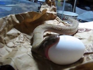 snake eats egg