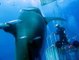 Le plus gros requin blanc jamais filmé au large des côtes Mexicaines