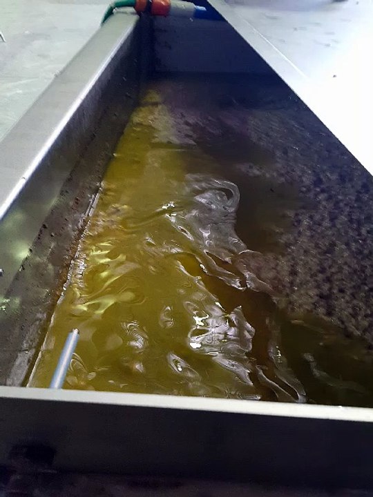 Processing Extra Virgin Olive Oil by Varapodio Estate 2016
