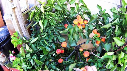 Visite le 19 juillet 2016 des abricots, raisins, figuiers, mirabelles, etc...