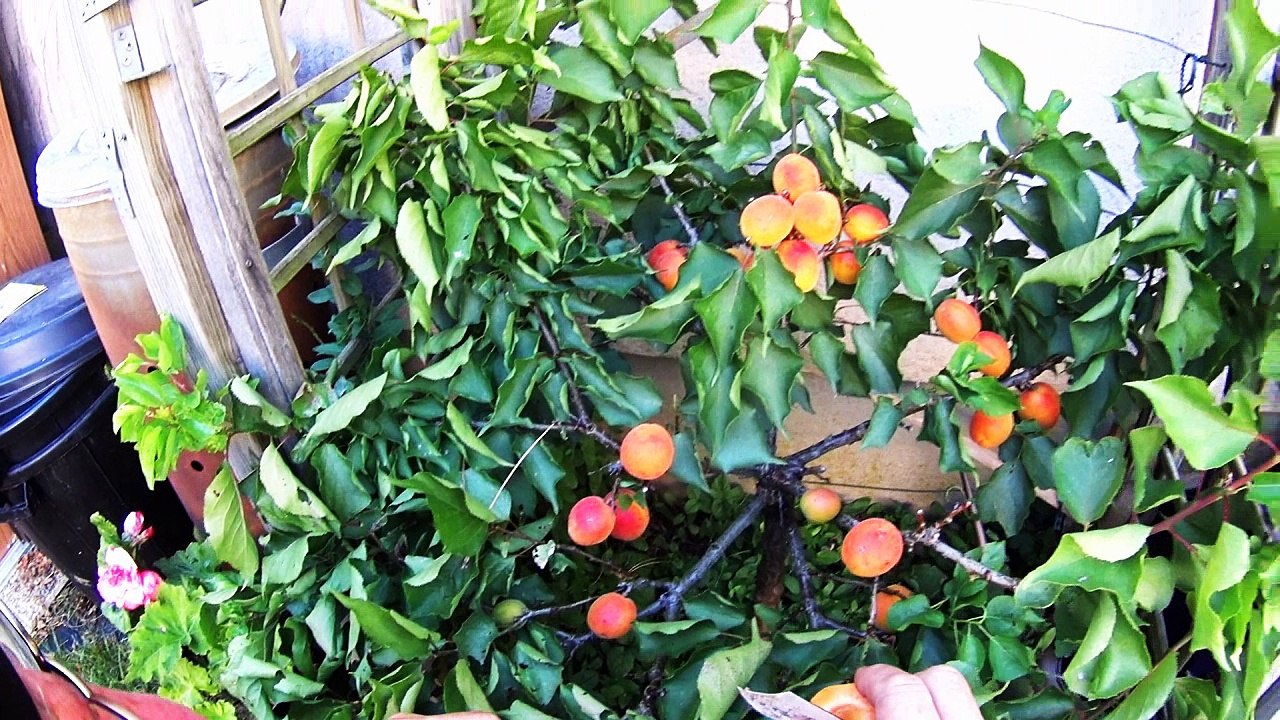 Visite le 19 juillet 2016 des abricots, raisins, figuiers, mirabelles, etc...