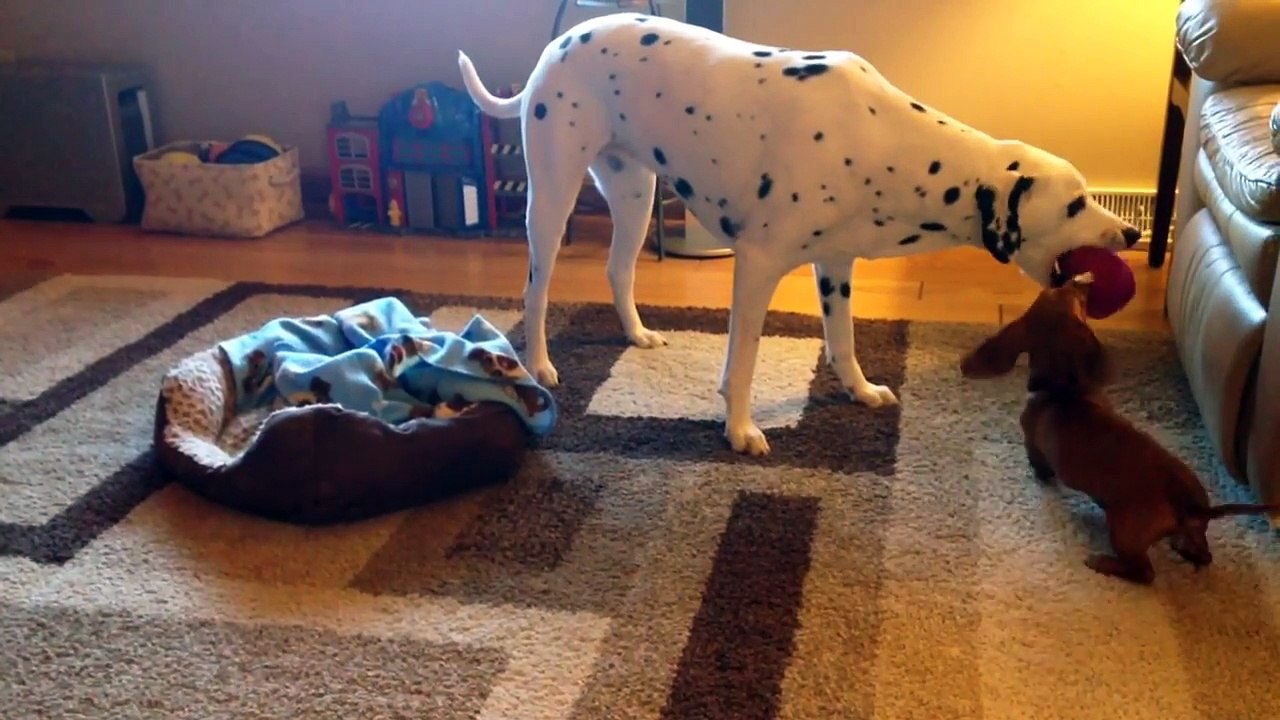 The Funniest Cute Pets & Animals Bloopers of 2016 Caught On Tape Weekly Compilation | Kyoot Animals