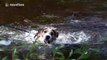 Dog cools off in a river during British heatwave