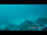 Diver Spots Great White Shark Swimming by Rocks