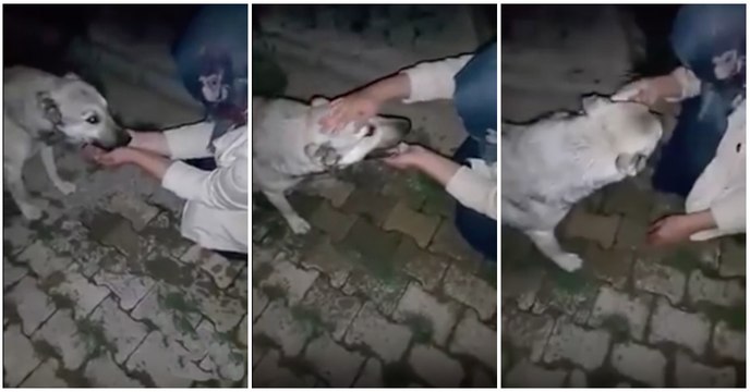 Mulher dá de beber a cão com as suas mãos e o animal faz agradecimento especial