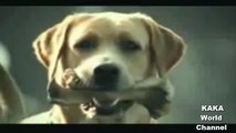 Banned Commercial - Funny Dog Suicide