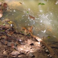 The terrifying reaction of an anaconda