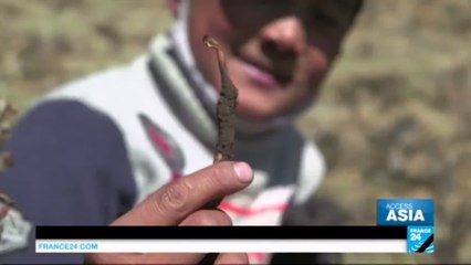Mushroom hunters: inside Tibet's profitable mushroom industry