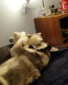 un Husky joue avec une peluche