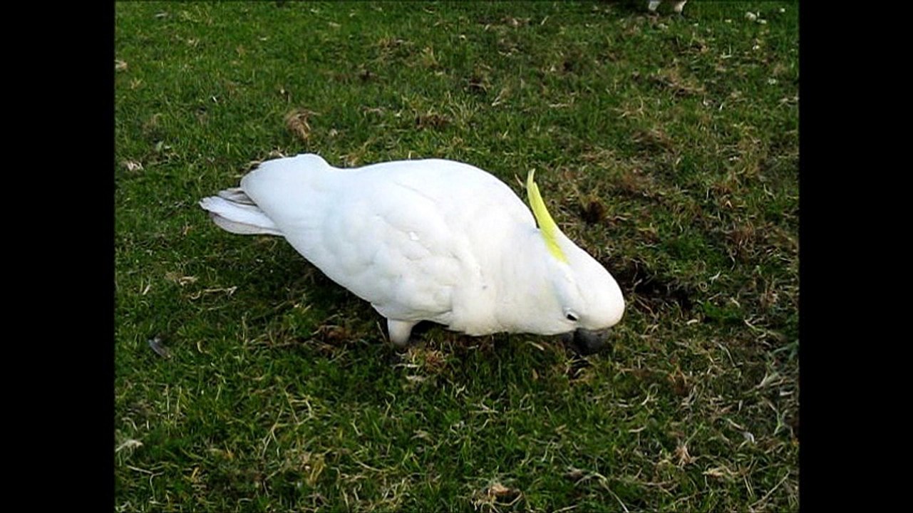 cacatoès en Australie