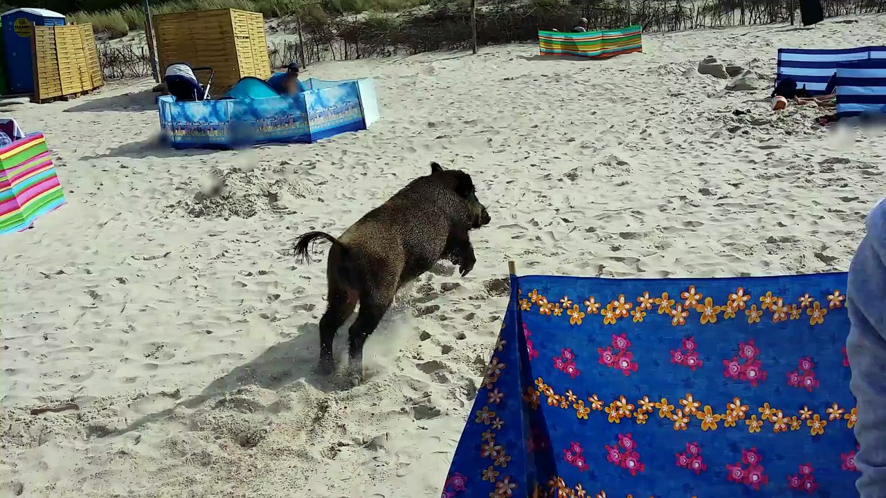 Un sanglier sur une plage en pologne attaque violemment les touristes. Mais regardez d'ou il vient!