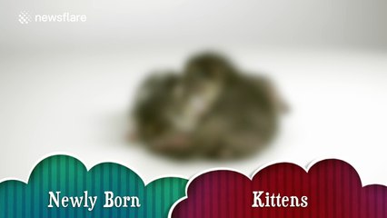 These kittens are just a few days old