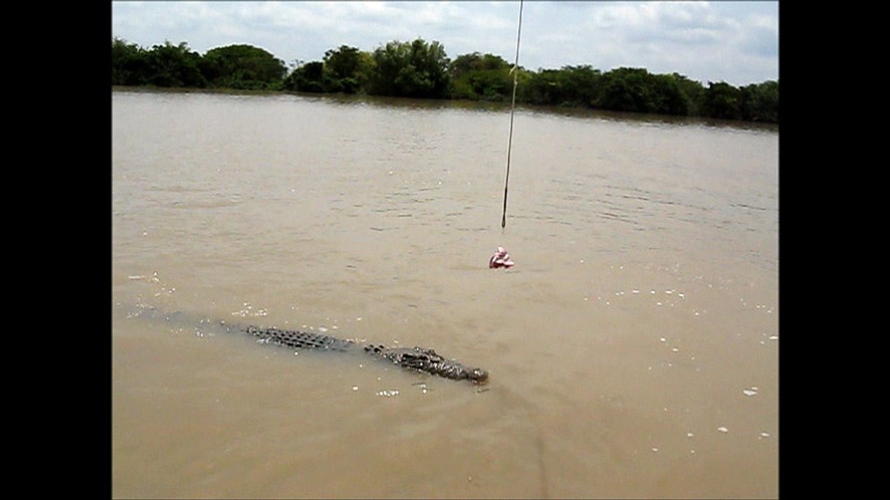 crocodile dans le nord de L'australie