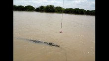 crocodile dans le nord de L'australie