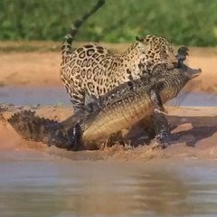 Combat entre un jaguar et un crocodile