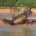 Combate entre un jaguar y un cocodrilo