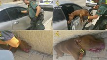 Polícia parte vidro de carro para salvar cão prestes a sufocar