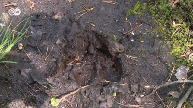 Торфяники в Московской области пожароопасны (19.07.2016)