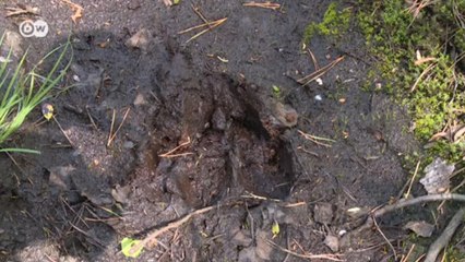 Торфяники в Московской области пожароопасны (19.07.2016)