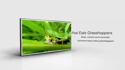 how the food chain works