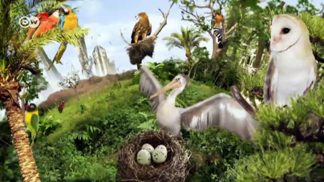 Rettung für Brillenpinguine in Südafrika | Global 3000