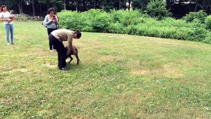 Après 1 an de séparation, ce chien retrouve sa maîtresse adorée…Juste touchant