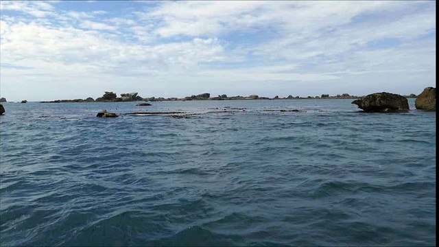 Un jeune phoque curieux