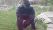 ¡Un gorila se enfada con los visitantes!