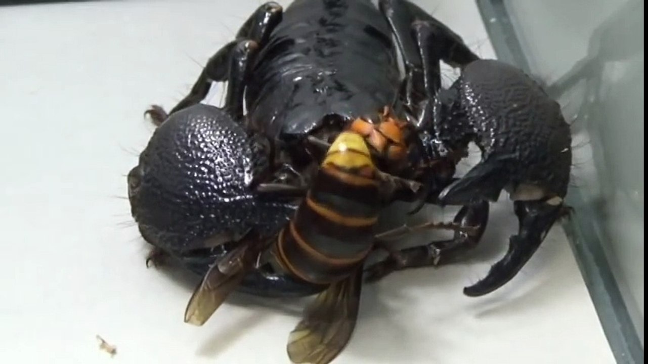 Frelon-Géant VS Scorpion Empereur