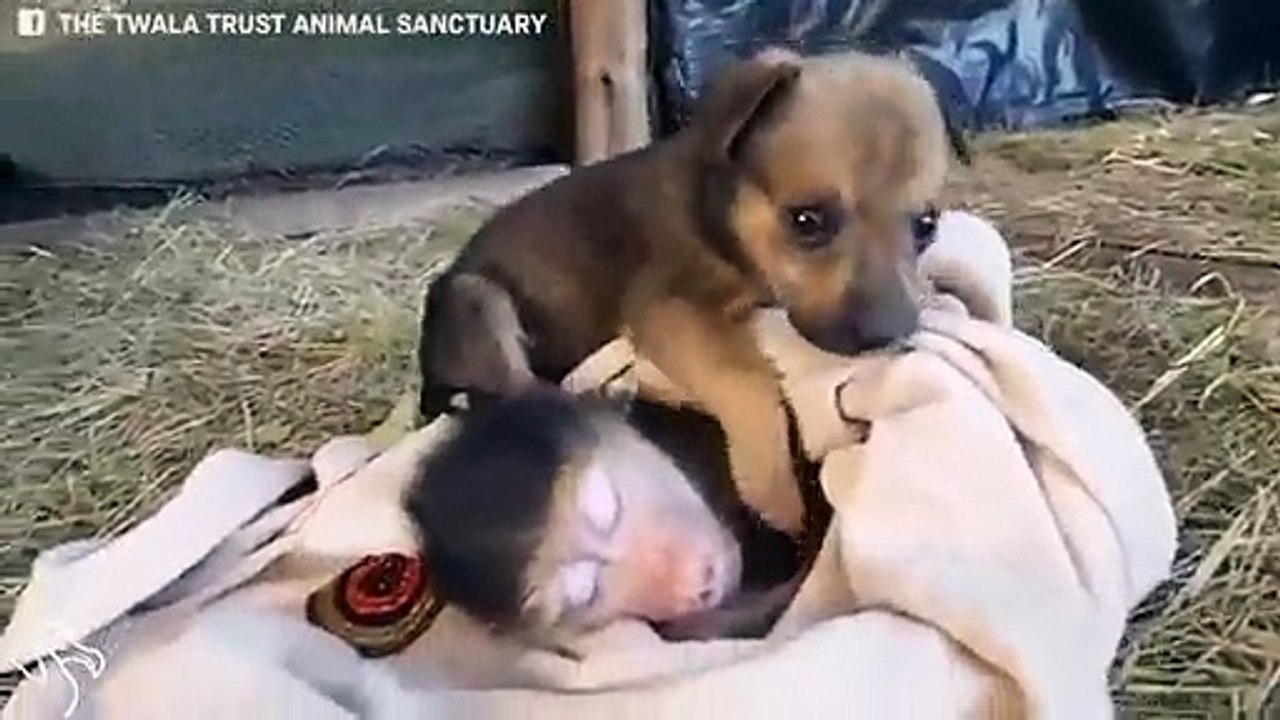 Adorable : ce chiot tient absolument à dormir avec un singe