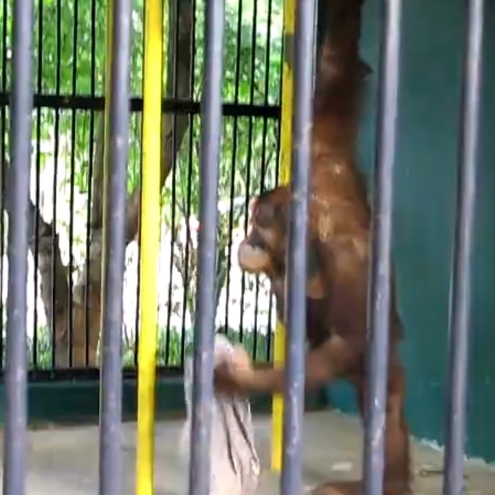 Un orangután fashion victime