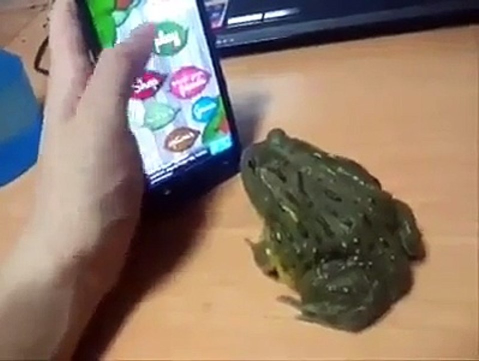 Ne jouez pas avec la grenouille