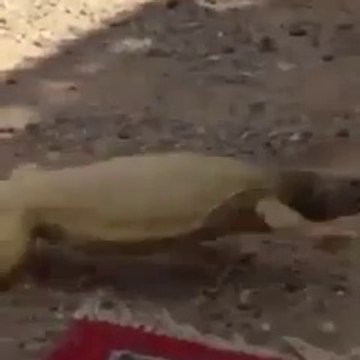 Ce lézard court pour trouver l'ombre dans le désert saoudien - Quelle galère
