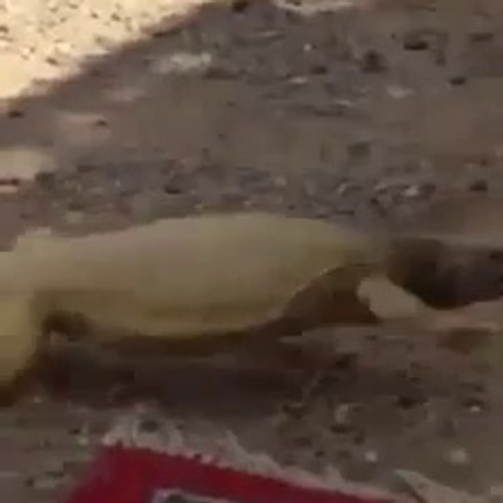 Ce lézard court pour trouver l'ombre dans le désert saoudien - Quelle galère