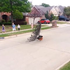 Peacocks take over