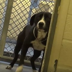 If happiness were a dog, it would be him!