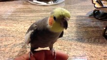 Ce perroquet veut partager avec vous, un de ses talents...Ecoutez !