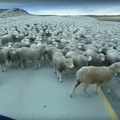 Un embouteillage un peu particulier