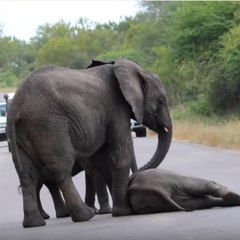 Salvamento de un elefante por su manada