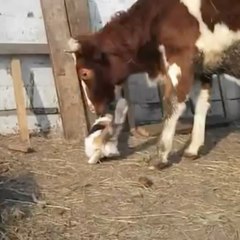 Une amitié insolite !